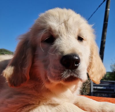 Les chiots de Golden Retriever