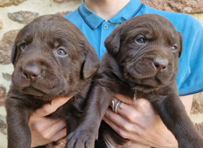 Les chiots de Labrador Retriever
