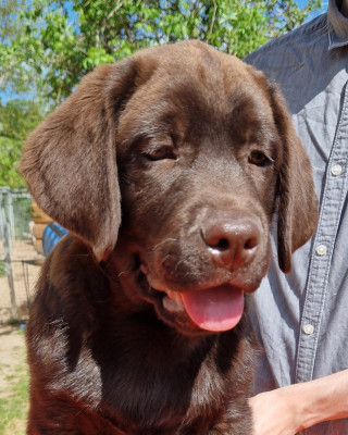 Les chiots de Labrador Retriever
