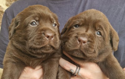 Les chiots de Labrador Retriever