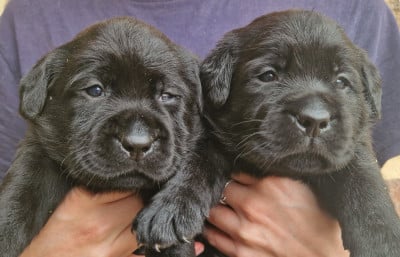 Les chiots de Labrador Retriever