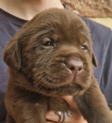 Les chiots de Labrador Retriever