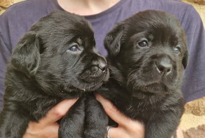 Les chiots de Labrador Retriever