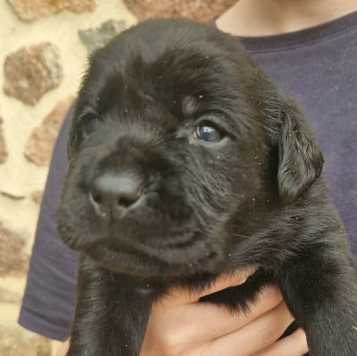 Labrador Retriever
