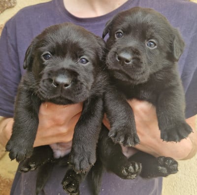 Noire 4 - Labrador Retriever