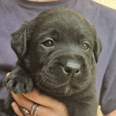 Noire 5 - Labrador Retriever
