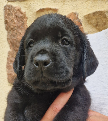 Les chiots de Labrador Retriever
