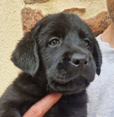 Les chiots de Labrador Retriever