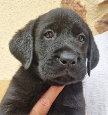 Les chiots de Labrador Retriever
