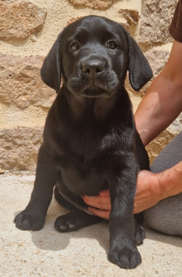 Les chiots de Labrador Retriever