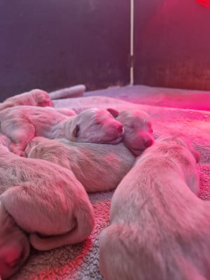 Les chiots de Golden Retriever