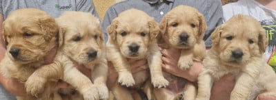 Les chiots de Golden Retriever