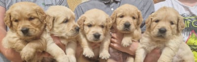 Les chiots de Golden Retriever