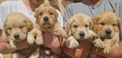 Les chiots de Golden Retriever