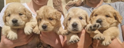 Les chiots de Golden Retriever