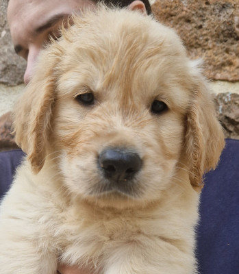 Les chiots de Golden Retriever