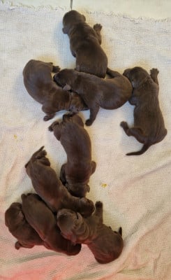 CHIOT 1 - Labrador Retriever