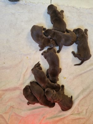 Labrador Retriever
