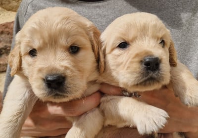 Les chiots de Golden Retriever