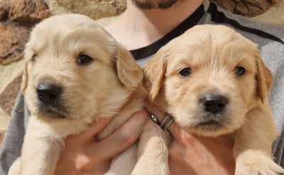 Les chiots de Golden Retriever