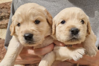 Les chiots de Golden Retriever