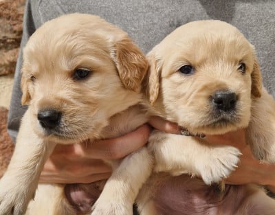 Les chiots de Golden Retriever