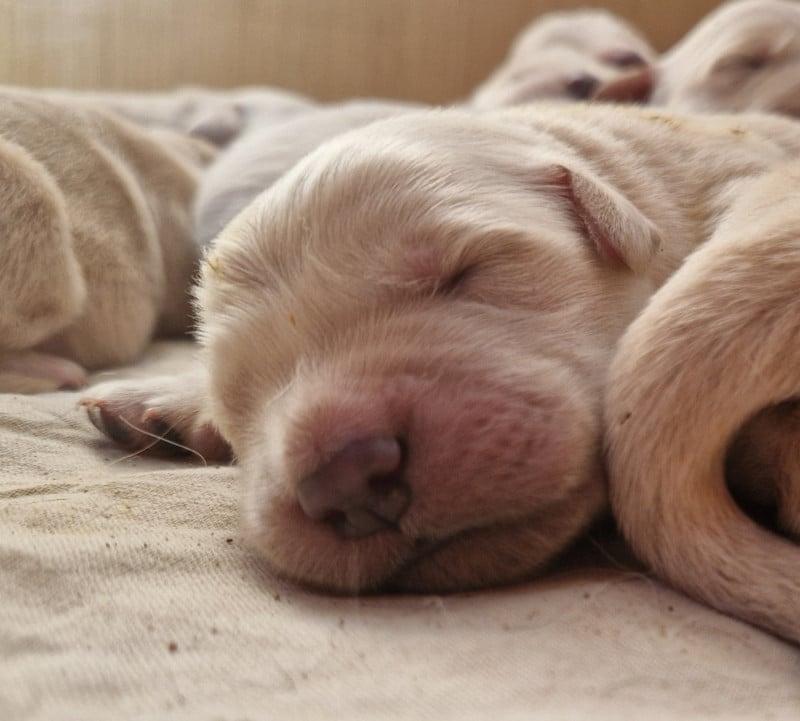 Golden Retriever - Des terres sacrees