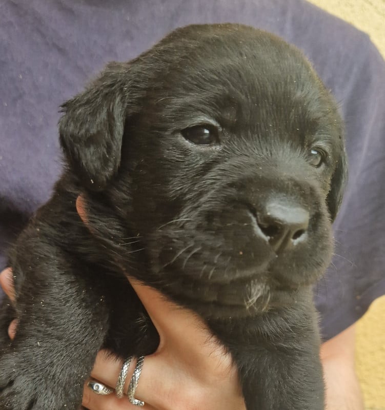 Labrador Retriever - Des terres sacrees