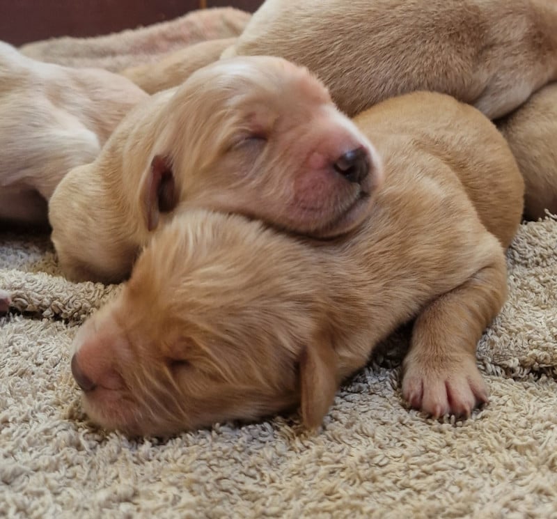 Golden Retriever - Des terres sacrees