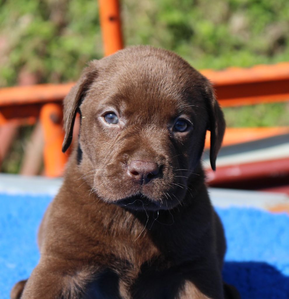 Chiot Labrador  Retriever Marron 3 m le disponible en 