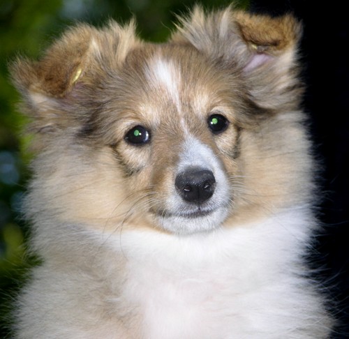 Publication : des Bordes Rouges Auteur : Cathy Dios