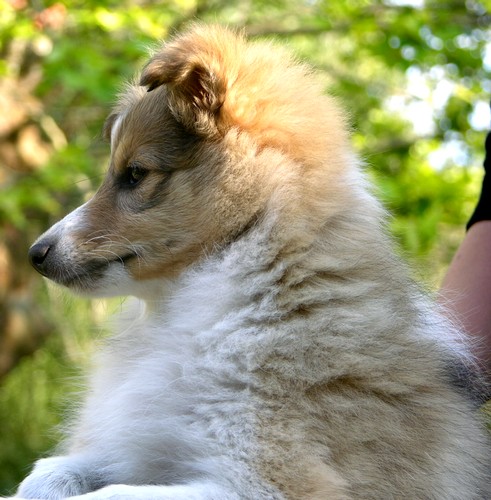 Publication : des Bordes Rouges Auteur : Cathy Dios