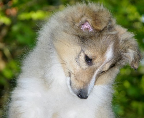 Publication : des Bordes Rouges Auteur : Cathy Dios