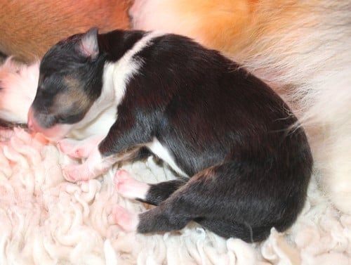 Shetland Sheepdog - des Bordes Rouges