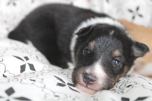 Shetland Sheepdog - des Bordes Rouges
