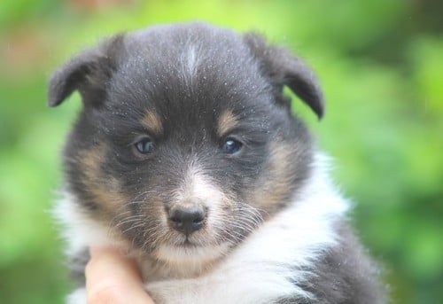 Shetland Sheepdog - des Bordes Rouges