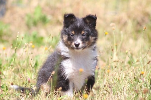 Shetland Sheepdog - des Bordes Rouges