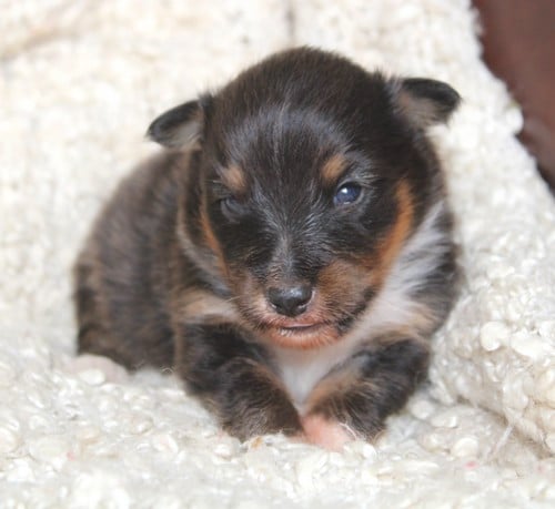 Shetland Sheepdog - des Bordes Rouges