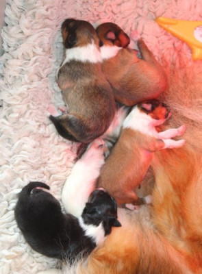 Les chiots de Shetland Sheepdog