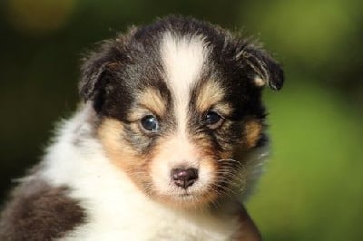 Les chiots de Shetland Sheepdog