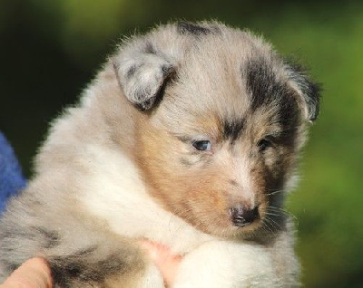 Les chiots de Shetland Sheepdog