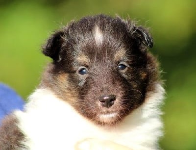 Les chiots de Shetland Sheepdog