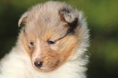 Les chiots de Shetland Sheepdog