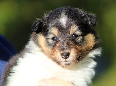 Les chiots de Shetland Sheepdog