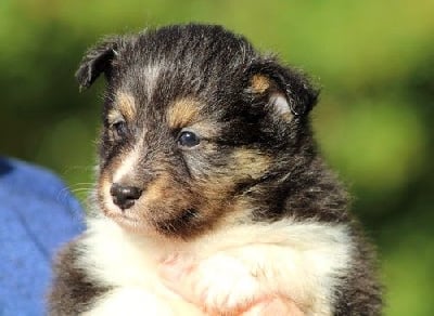 Les chiots de Shetland Sheepdog