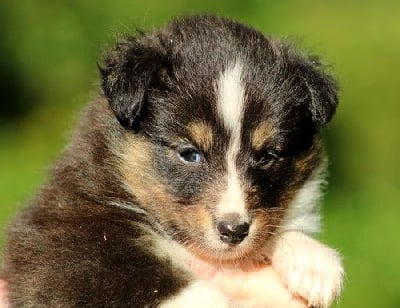 Les chiots de Shetland Sheepdog