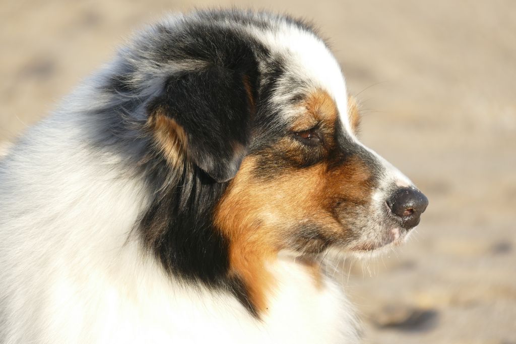 Jungle king kiara des minis toon's