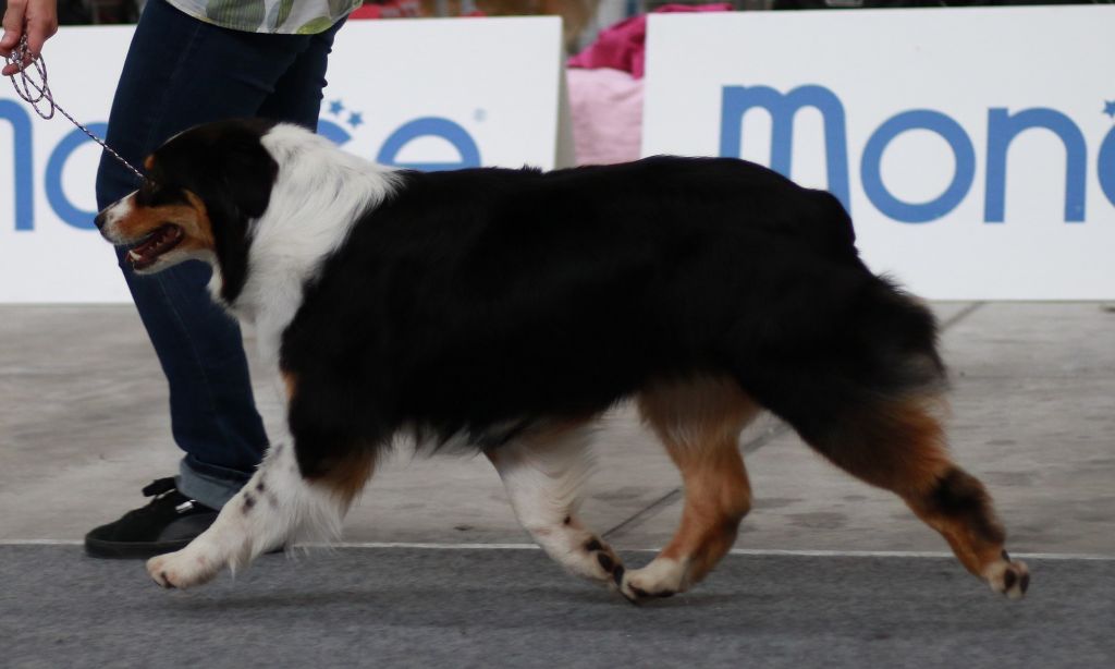 CH. Jungle book bagheera des minis toon's