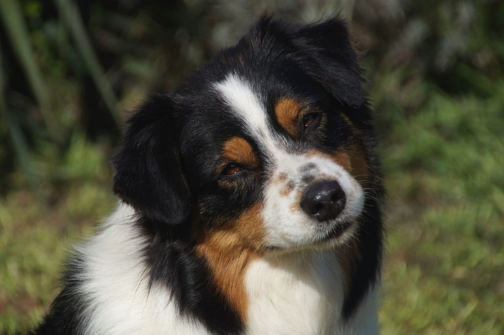 CH. Jungle book bagheera des minis toon's