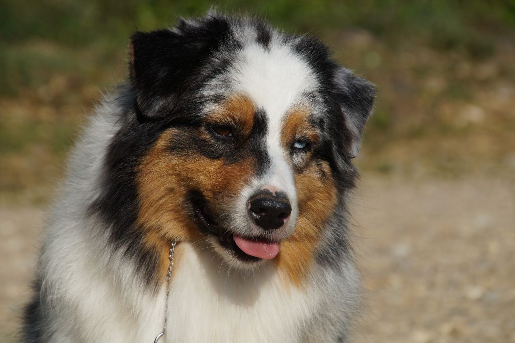 Jungle king kiara des minis toon's